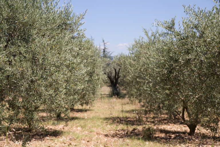 olive-trees (1)